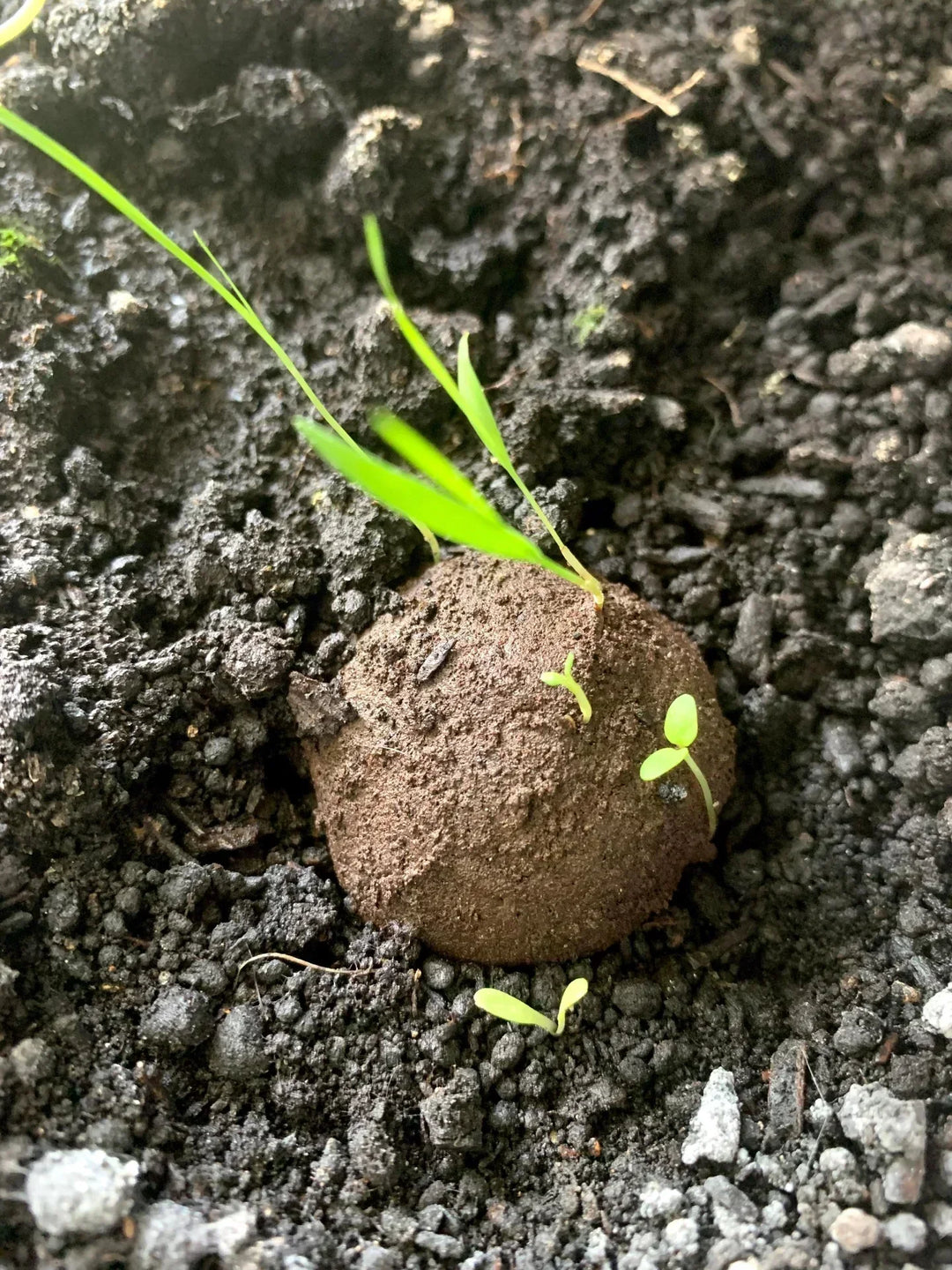 El colibrí - Un blog de sostenibilidad