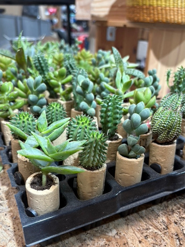 Imán con planta
